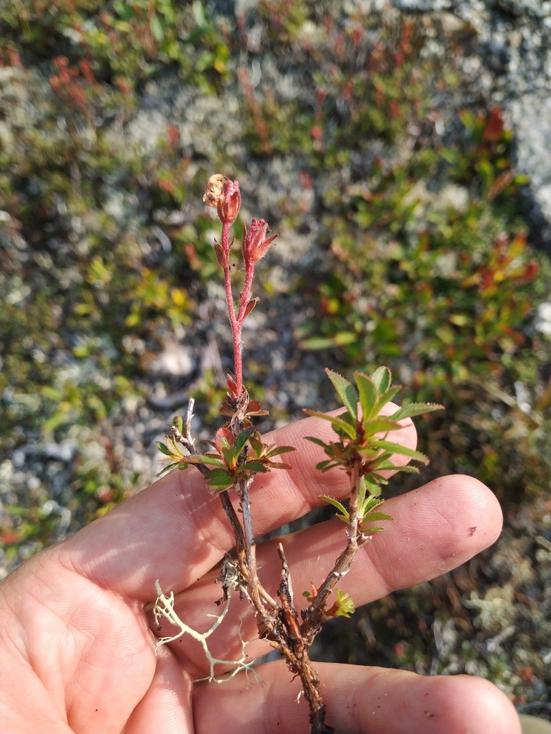 Rhododendron redowskianum photo 6
