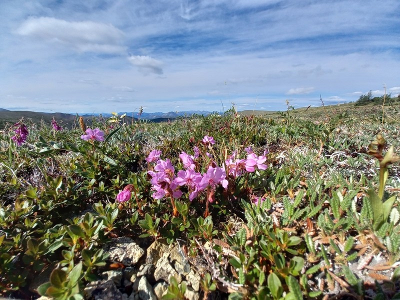Rhododendron redowskianum photo 7