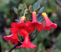 Rhododendron renschianum