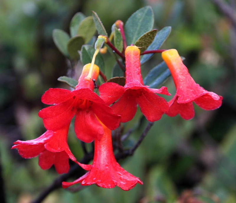 Rhododendron renschianum
