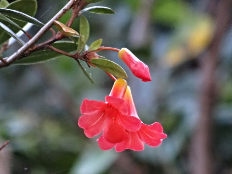 Rhododendron renschianum photo 2