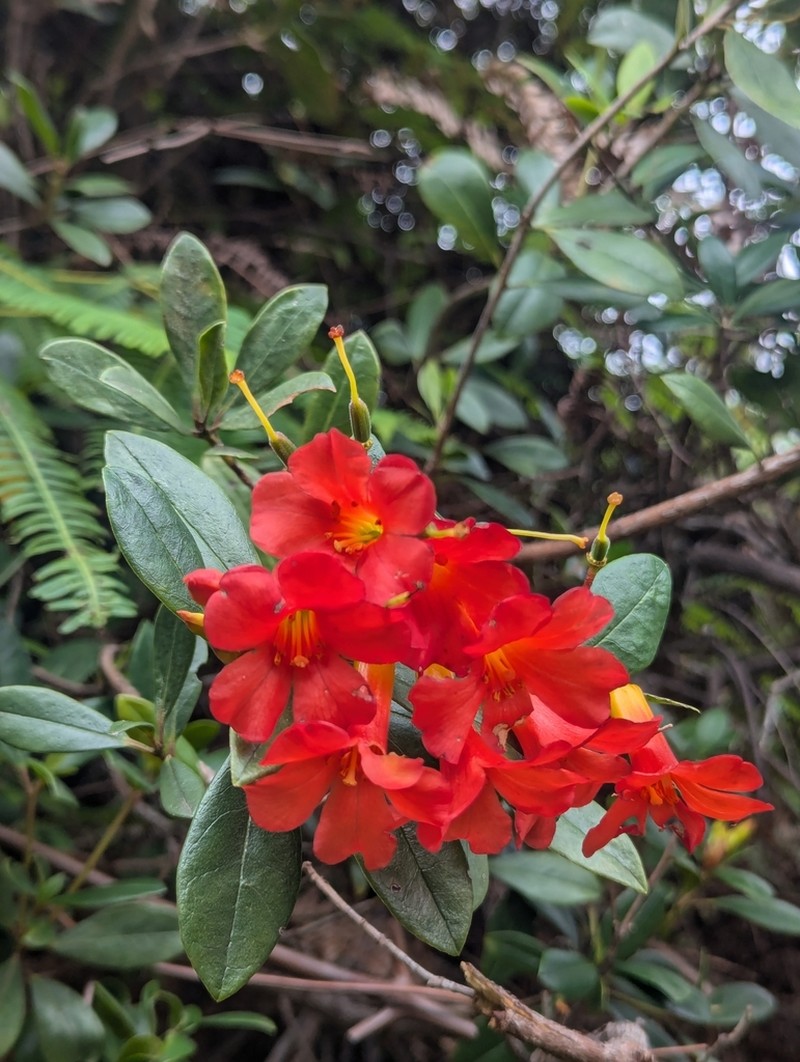 Rhododendron renschianum photo 4