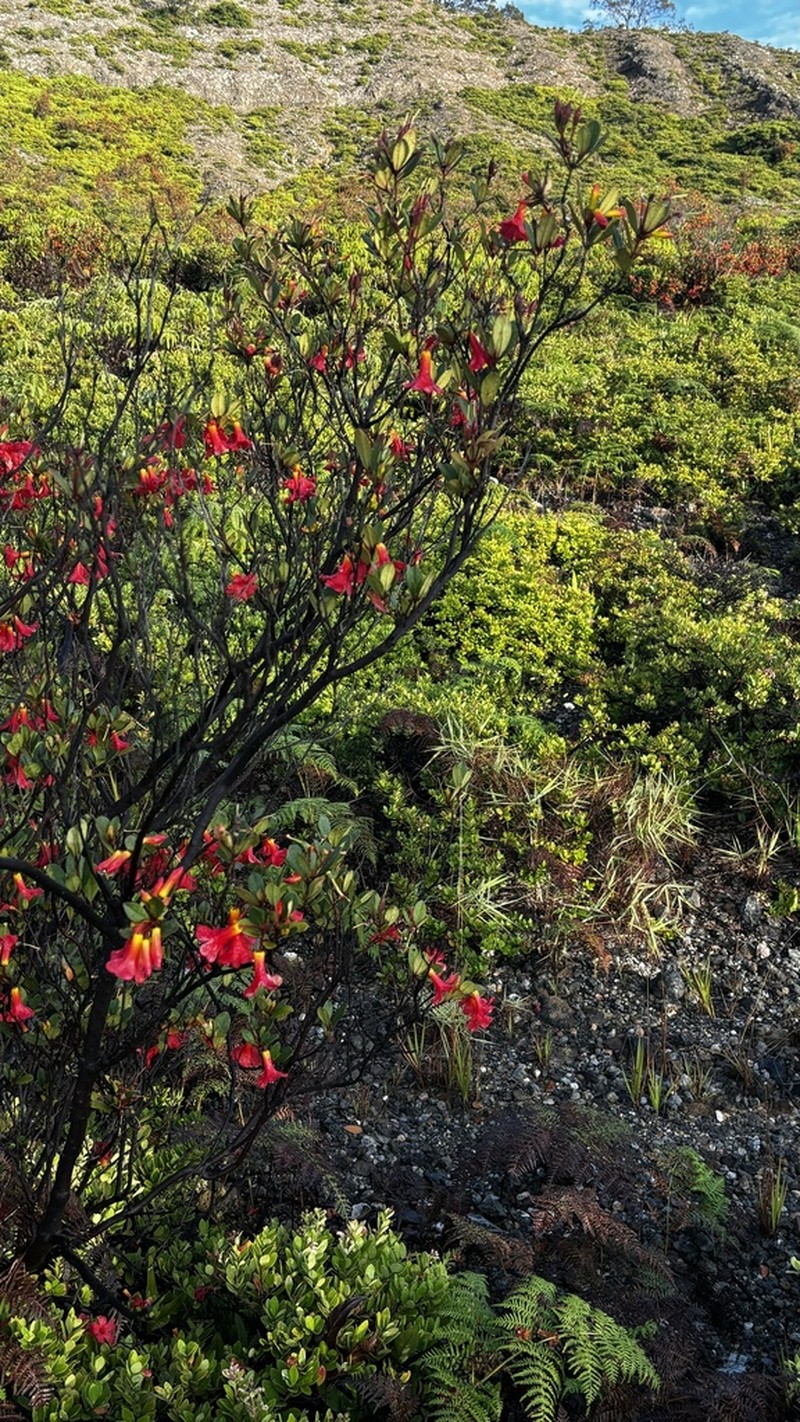 Rhododendron renschianum photo 6