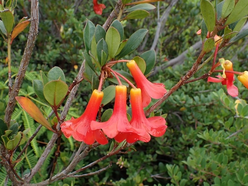 Rhododendron renschianum photo 7