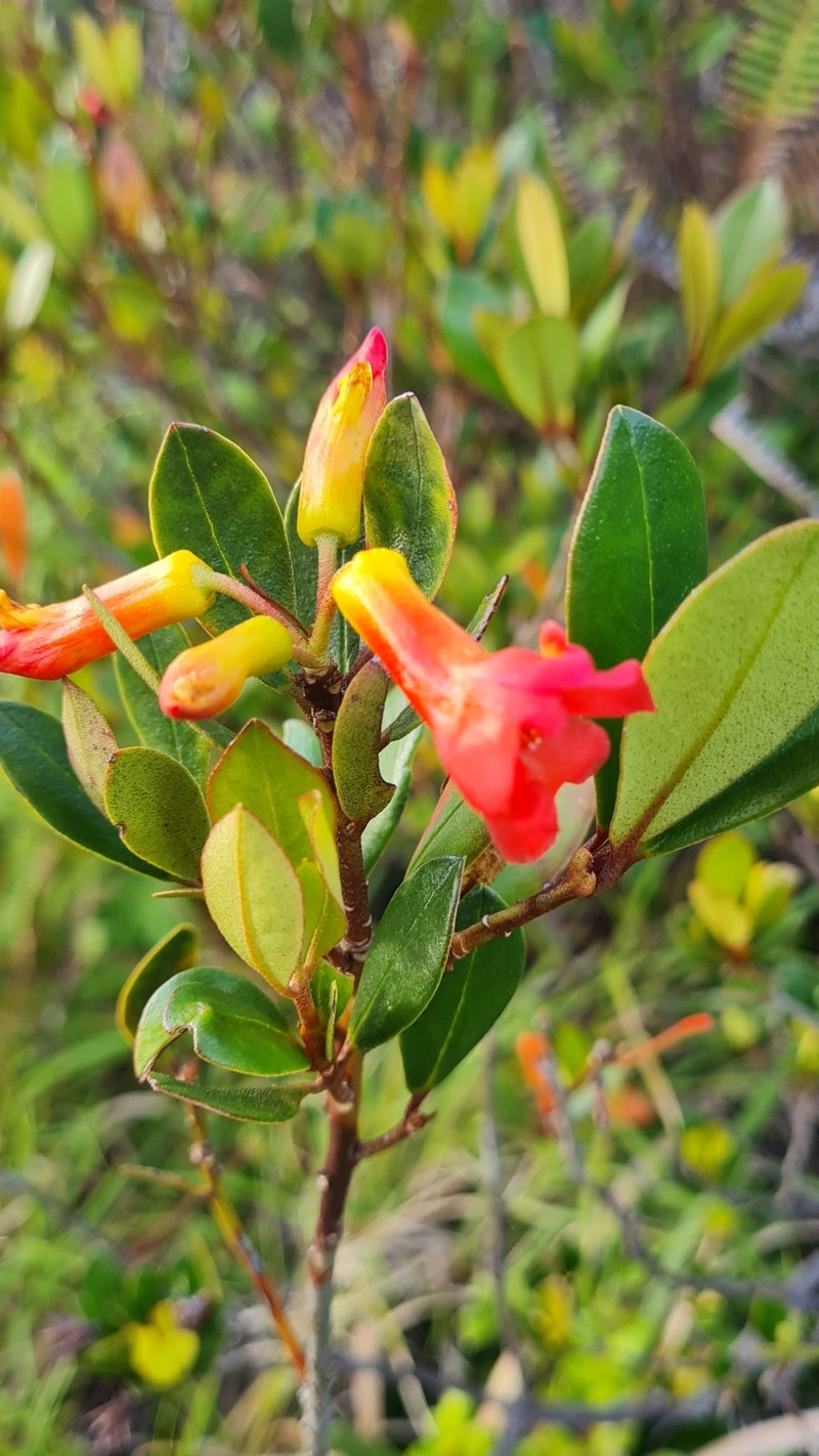 Rhododendron renschianum photo 8