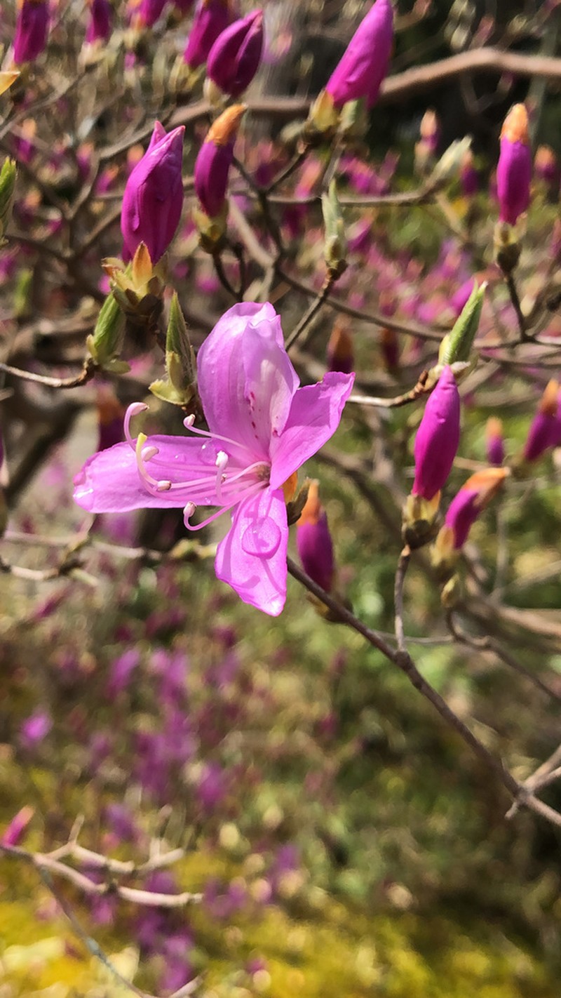 Rhododendron reticulatum