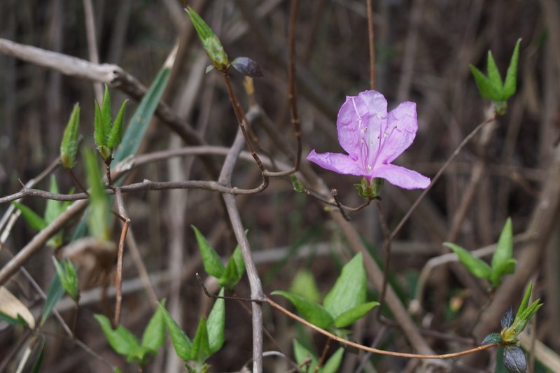 Rhododendron reticulatum photo 2