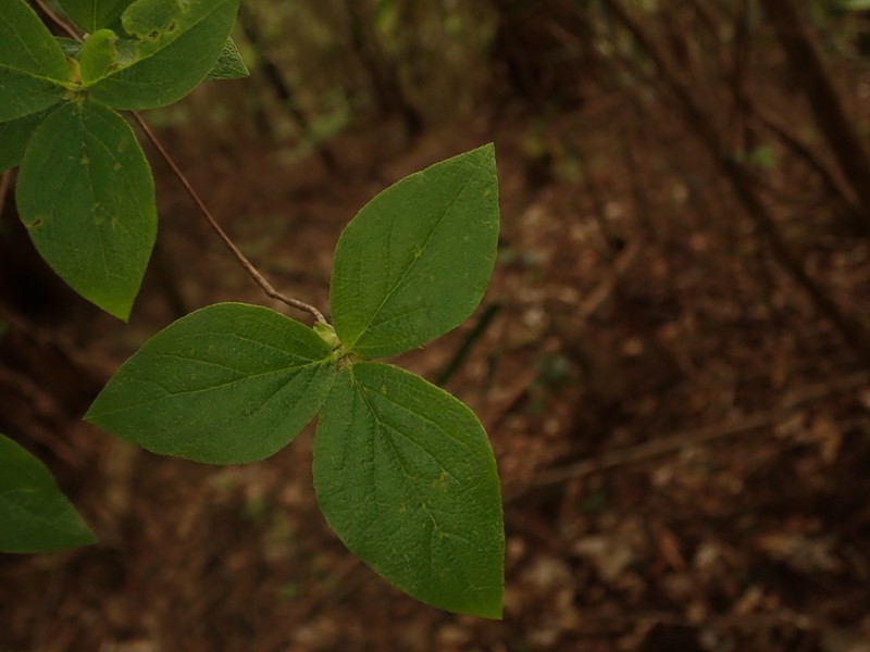Rhododendron reticulatum photo 3