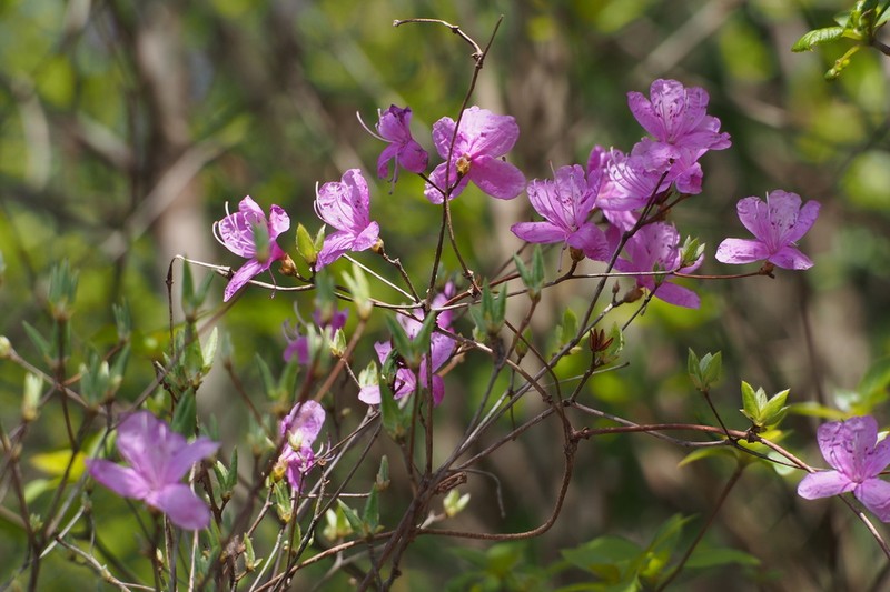 Rhododendron reticulatum photo 5