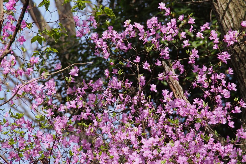 Rhododendron reticulatum photo 6