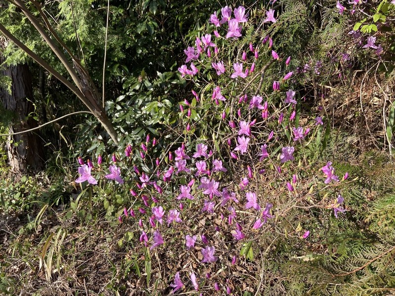 Rhododendron reticulatum photo 7
