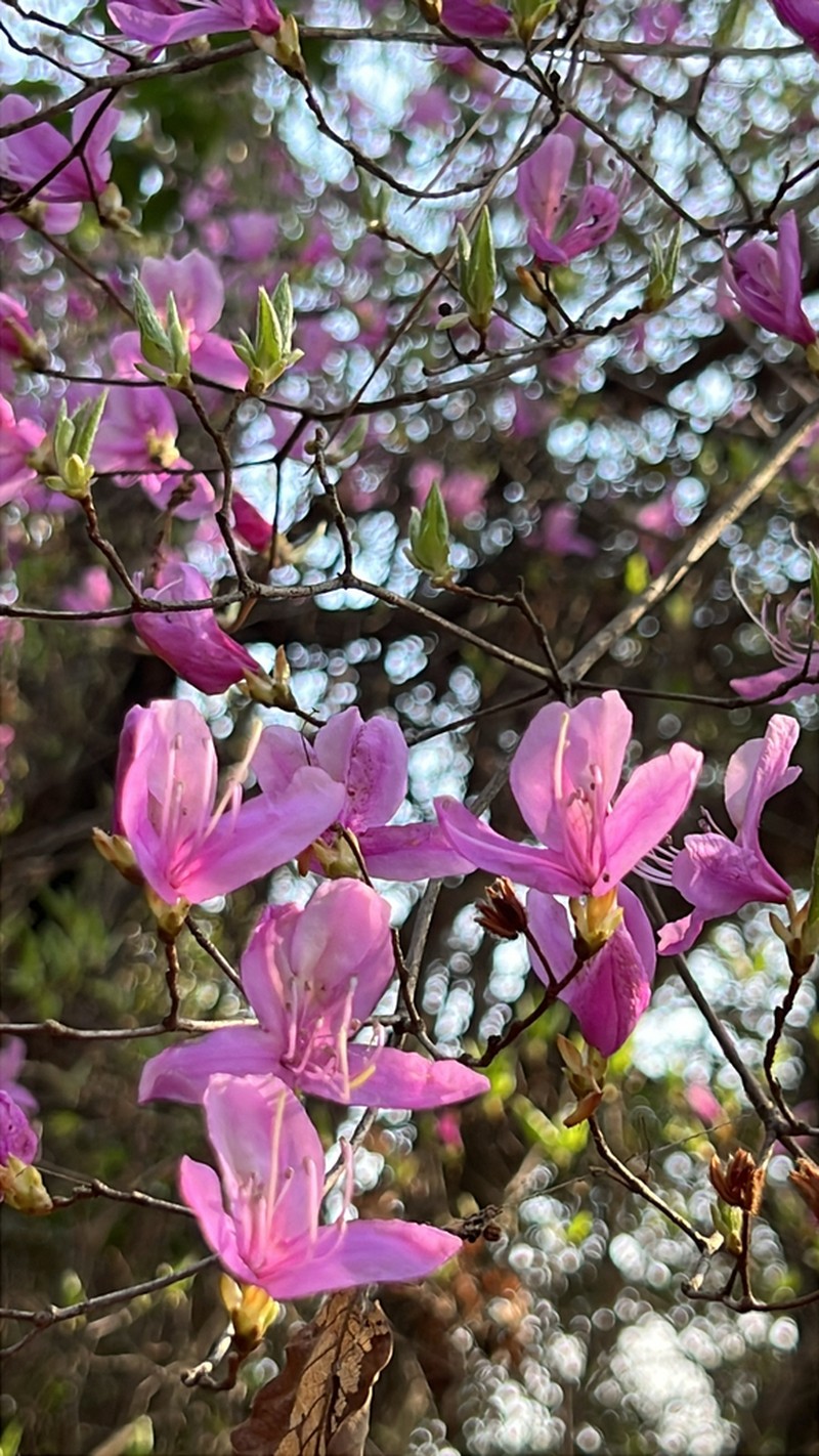 Rhododendron reticulatum photo 8