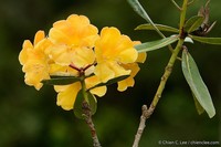 Rhododendron retivenium