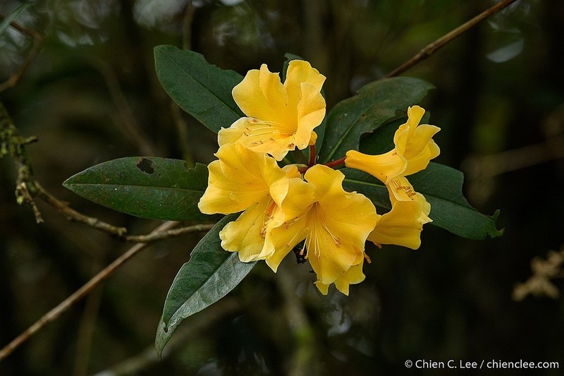 Rhododendron retivenium photo 2