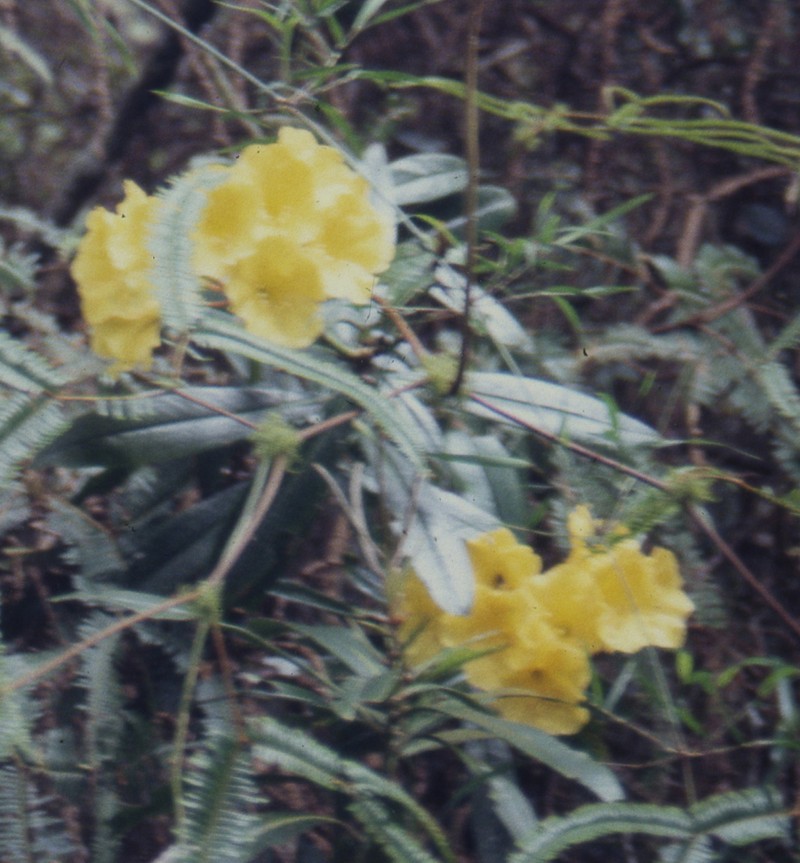 Rhododendron retivenium photo 3
