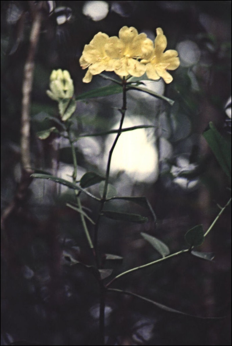 Rhododendron retivenium photo 4