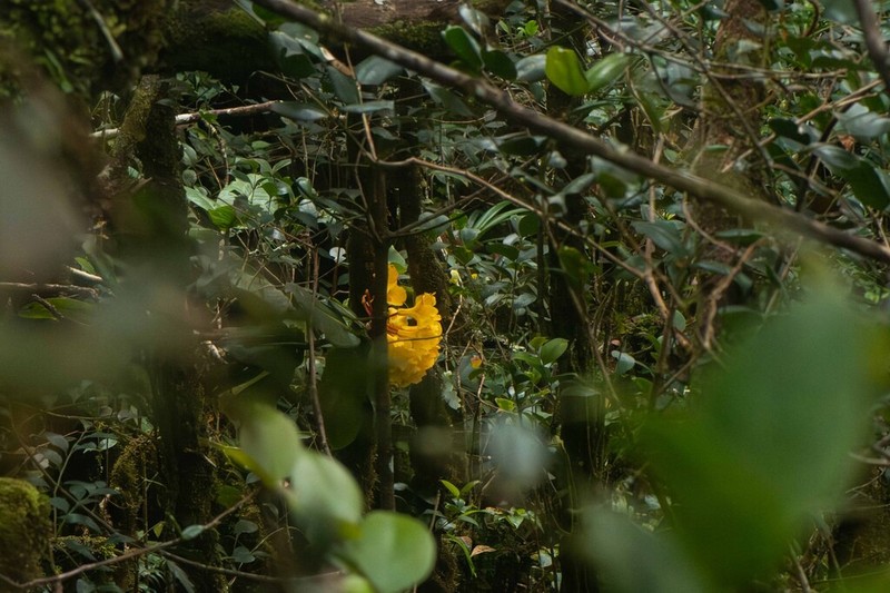 Rhododendron retivenium photo 5