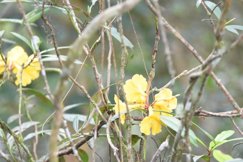 Rhododendron retivenium photo 6
