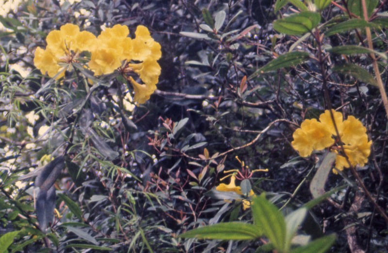 Rhododendron retivenium photo 7