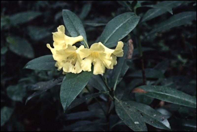 Rhododendron retivenium photo 8