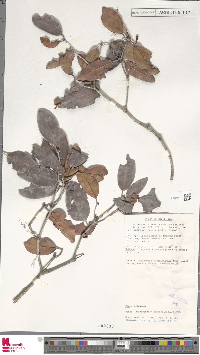 Rhododendron retrorsipilum
