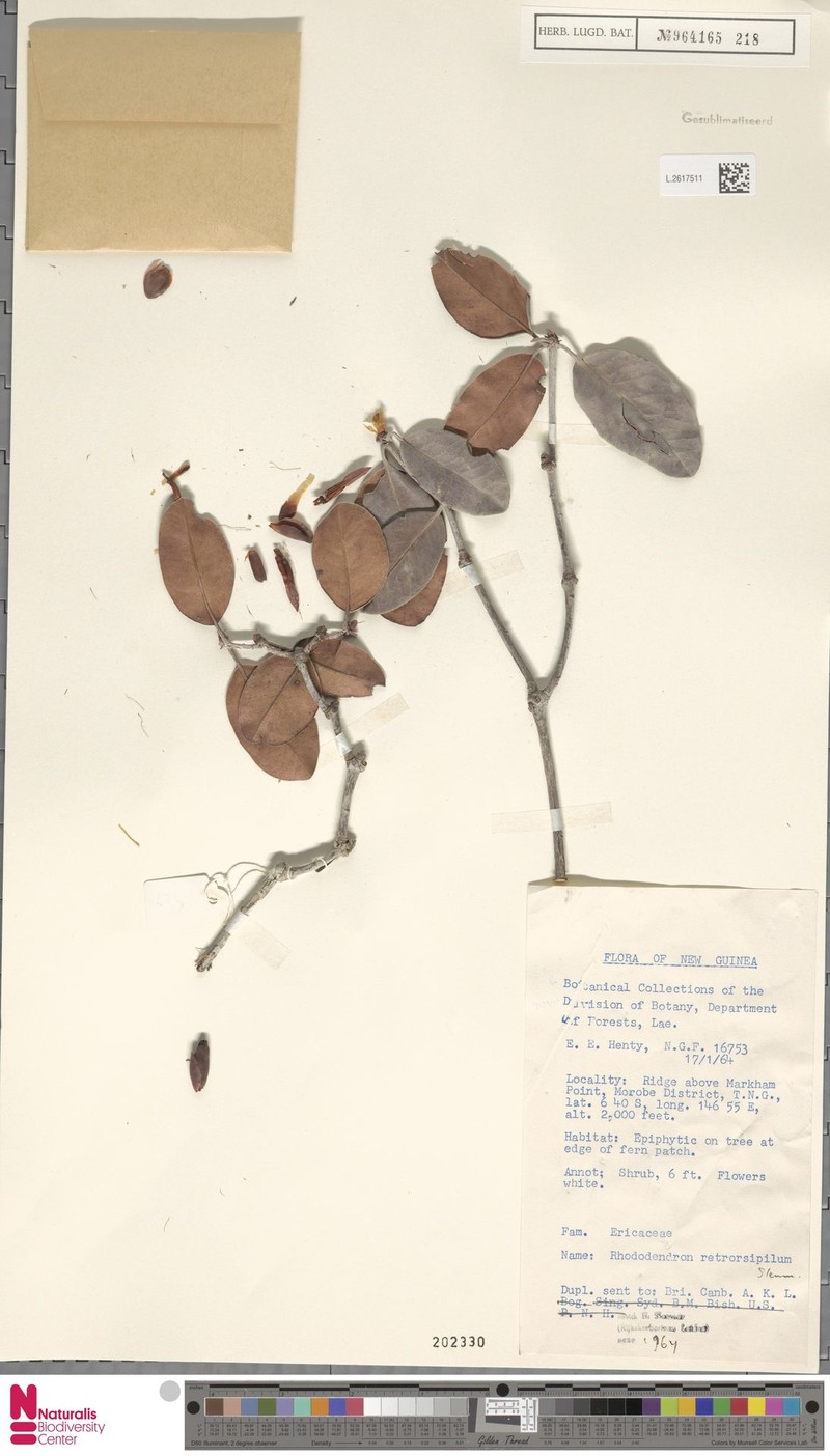 Rhododendron retrorsipilum photo 2