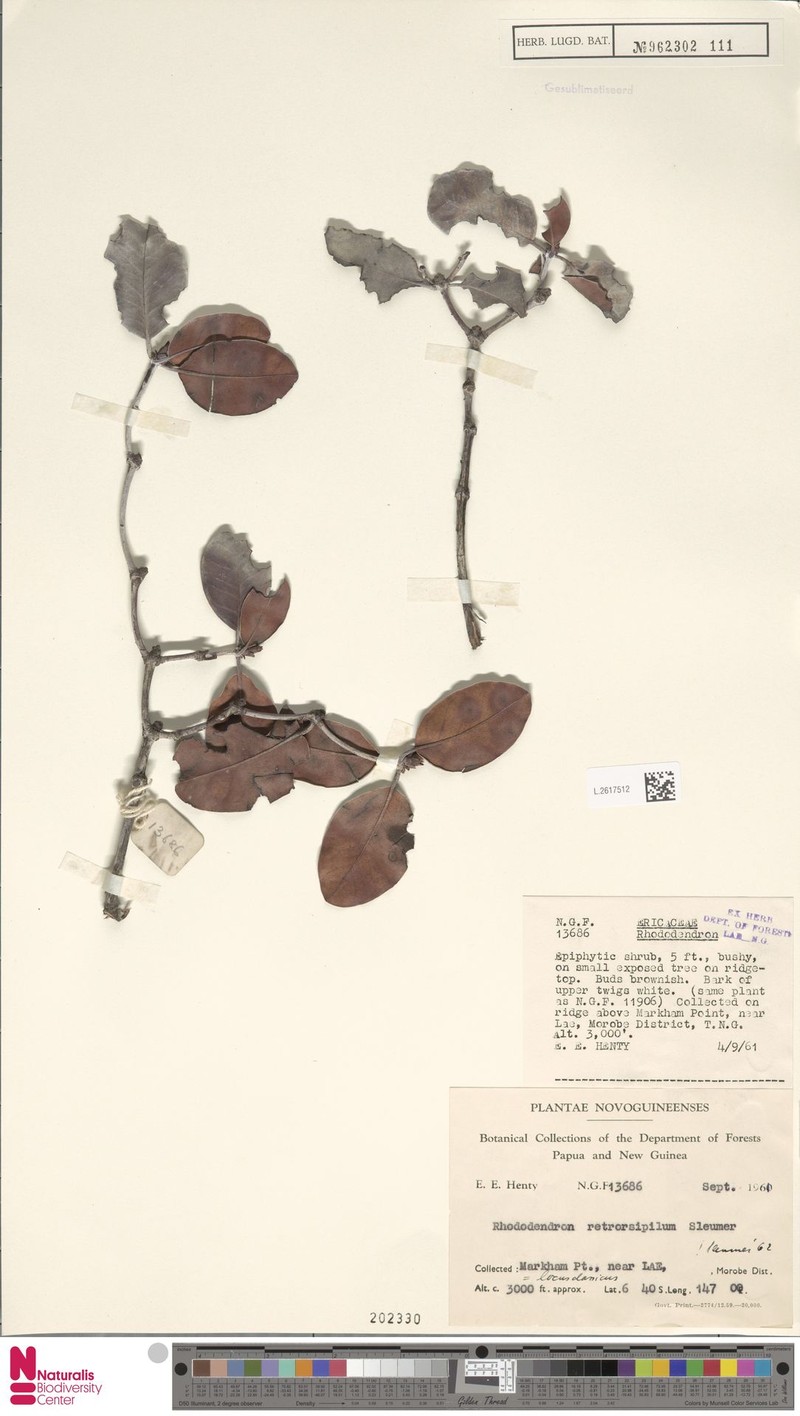 Rhododendron retrorsipilum photo 3