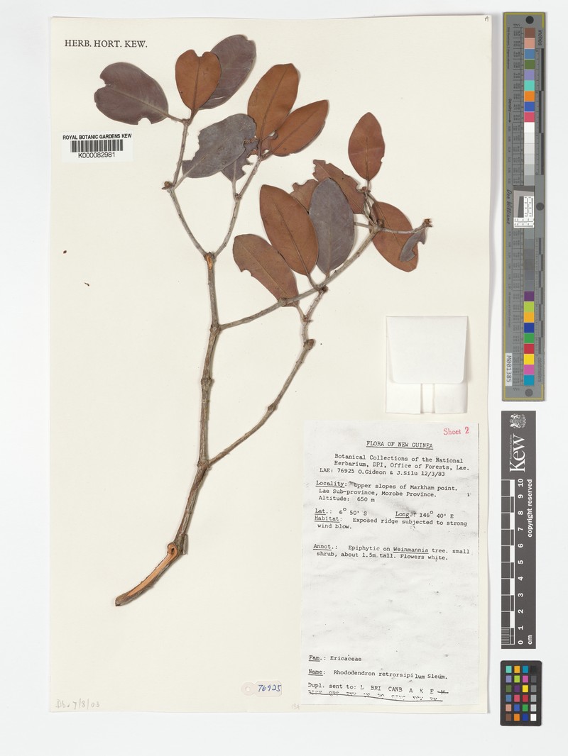 Rhododendron retrorsipilum photo 4