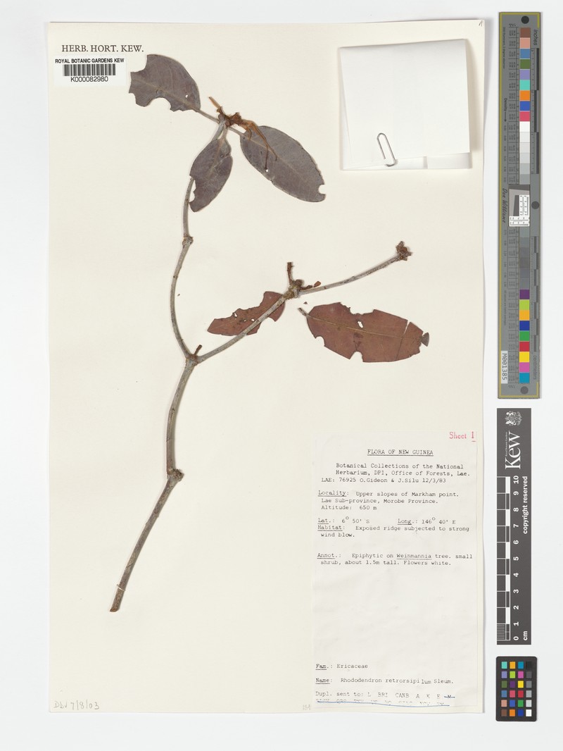 Rhododendron retrorsipilum photo 5