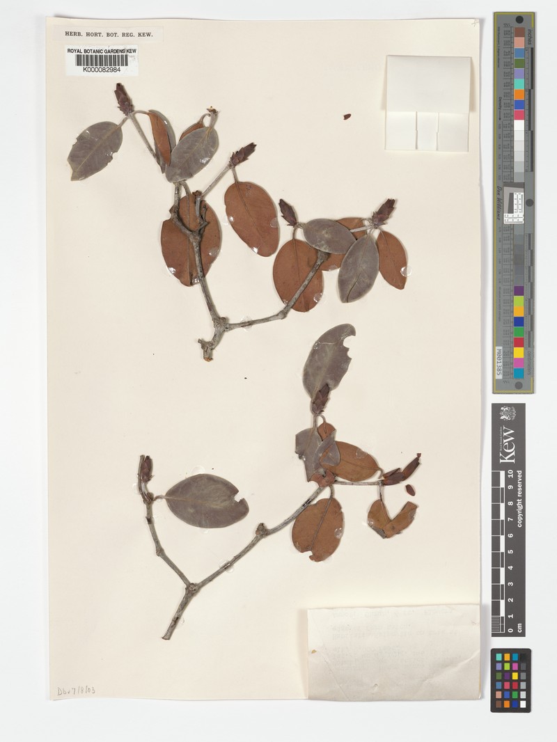 Rhododendron retrorsipilum photo 6