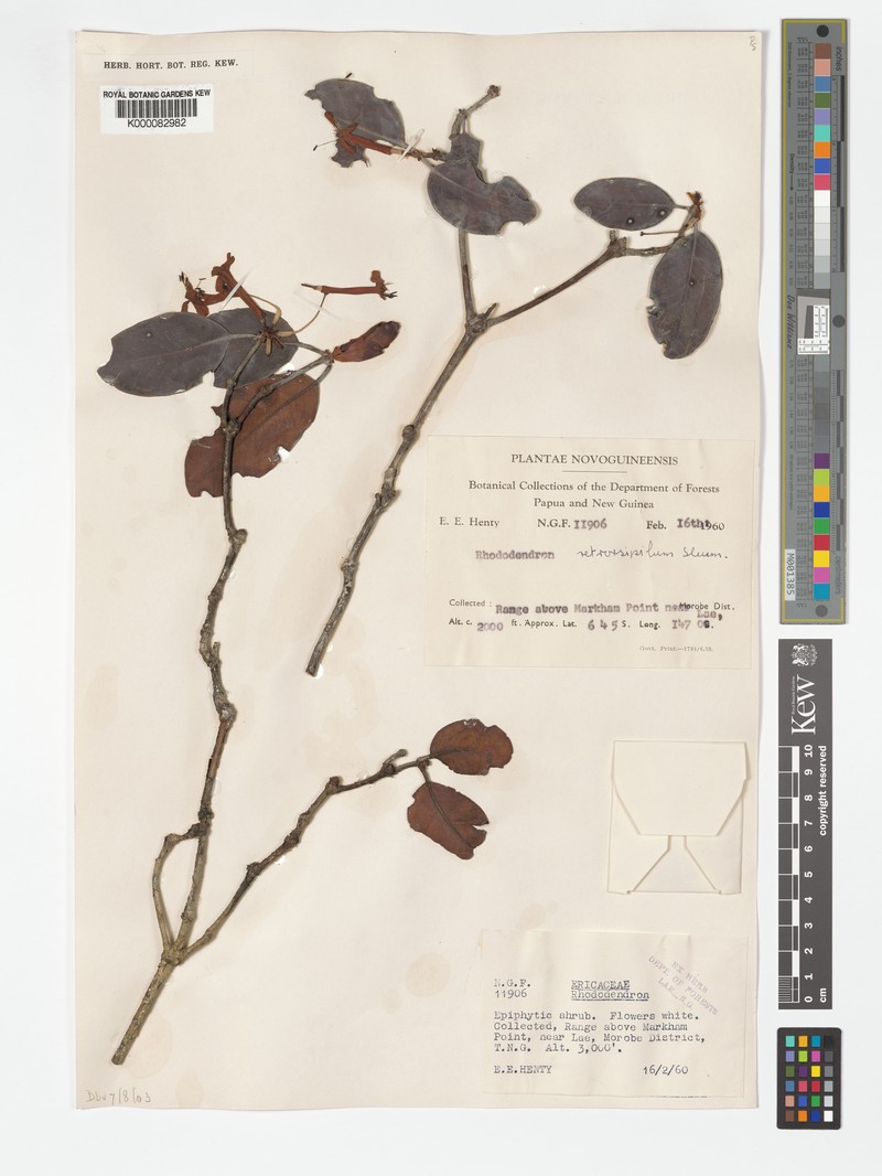 Rhododendron retrorsipilum photo 8