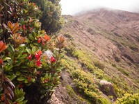 Rhododendron retusum