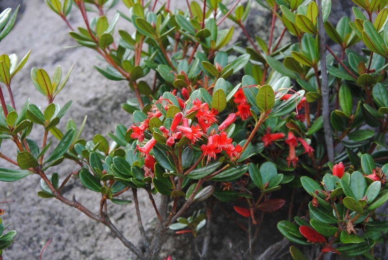 Rhododendron retusum photo 2