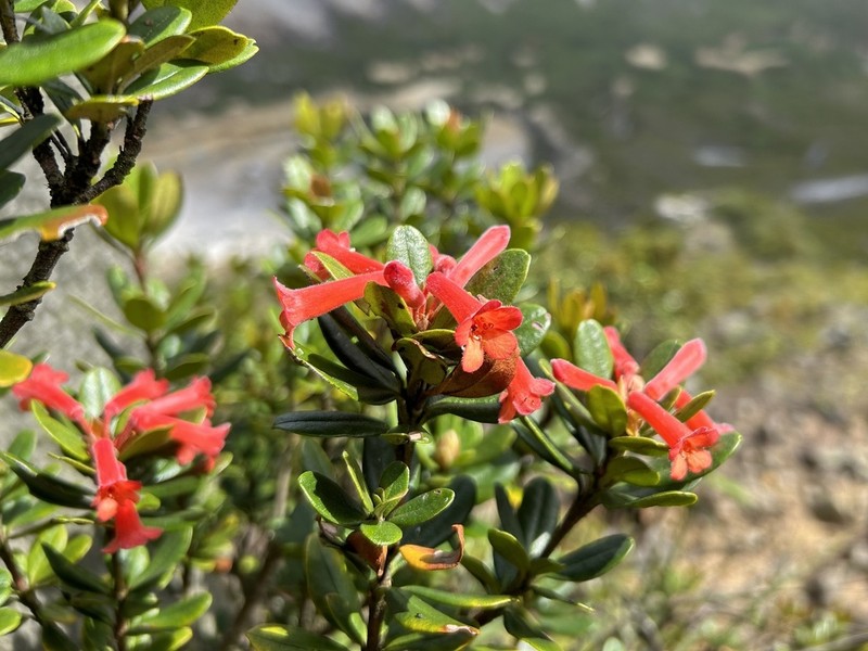 Rhododendron retusum photo 3