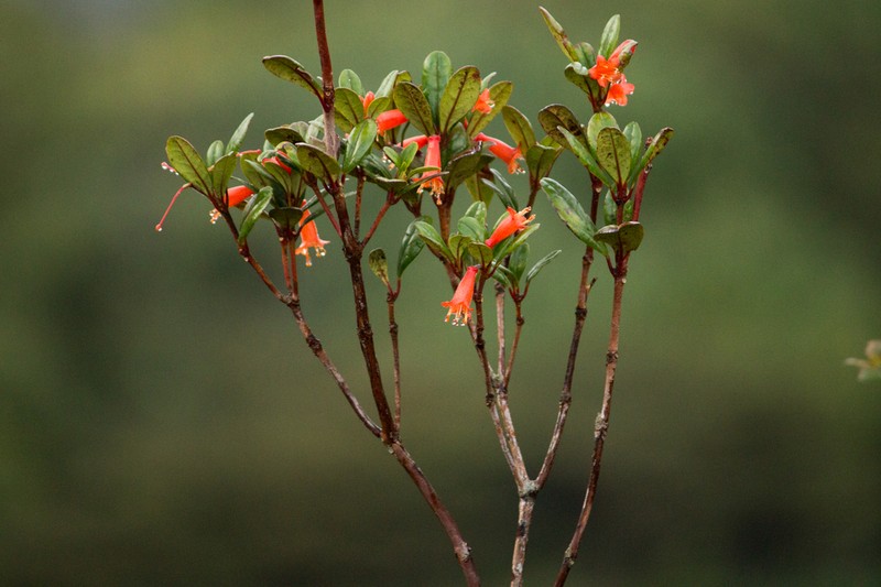 Rhododendron retusum photo 4