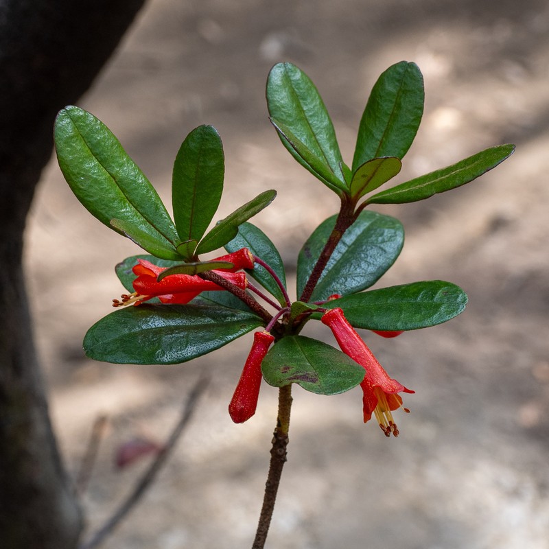 Rhododendron retusum photo 5