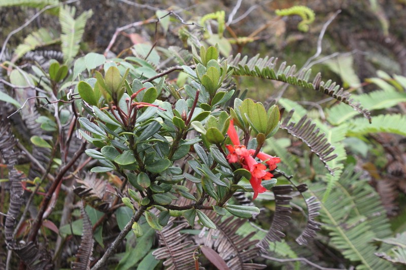 Rhododendron retusum photo 6
