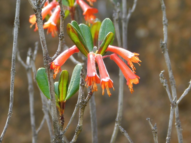 Rhododendron retusum photo 7