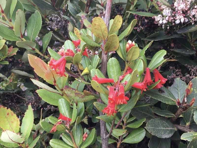 Rhododendron retusum photo 8