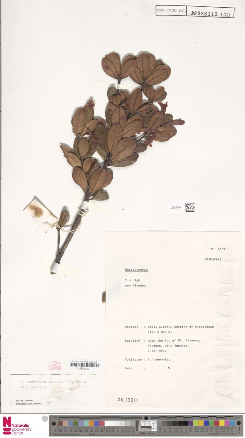 Rhododendron retusum var. retusum