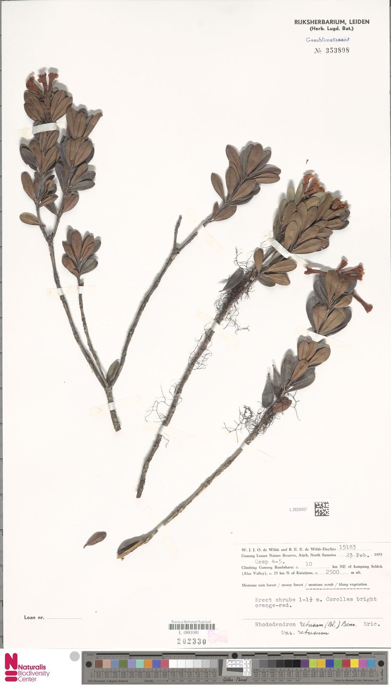 Rhododendron retusum var. retusum photo 2