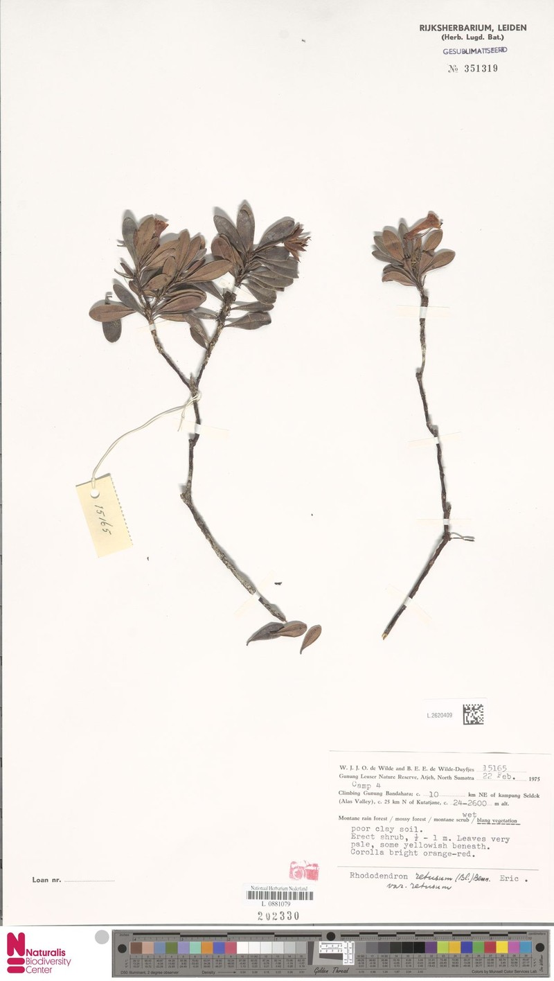 Rhododendron retusum var. retusum photo 3