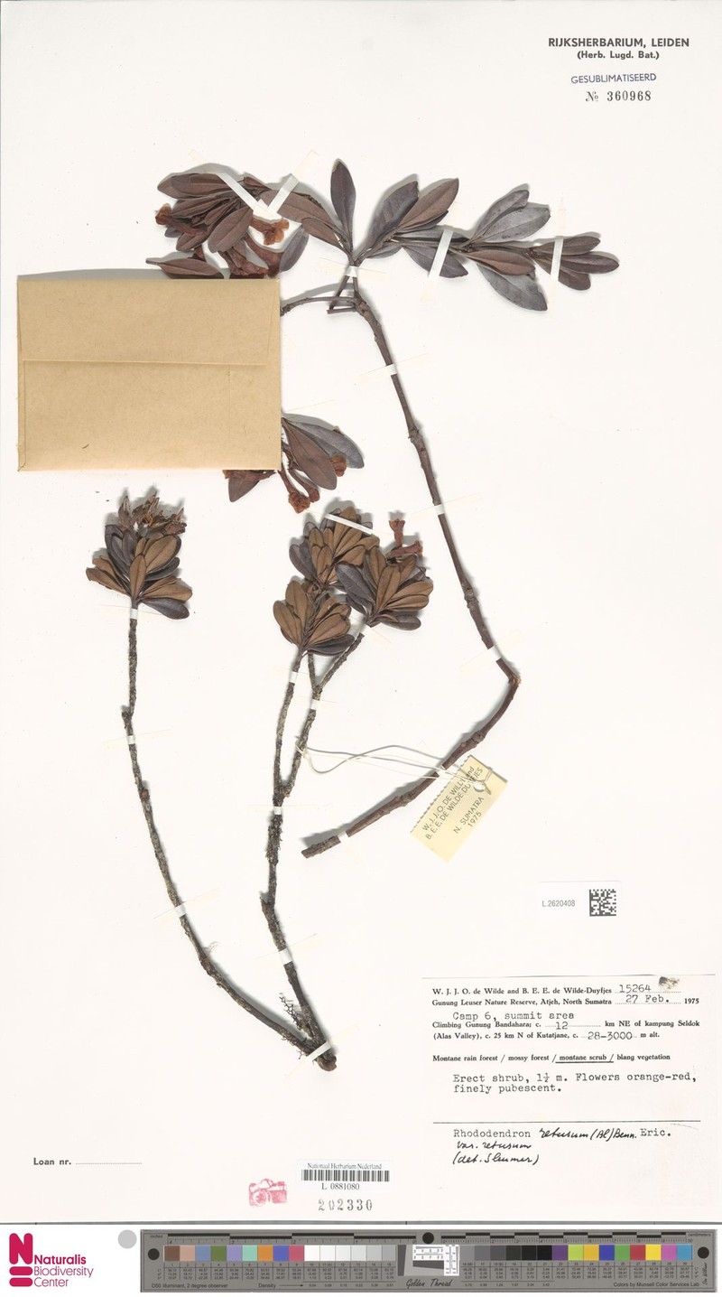 Rhododendron retusum var. retusum photo 4