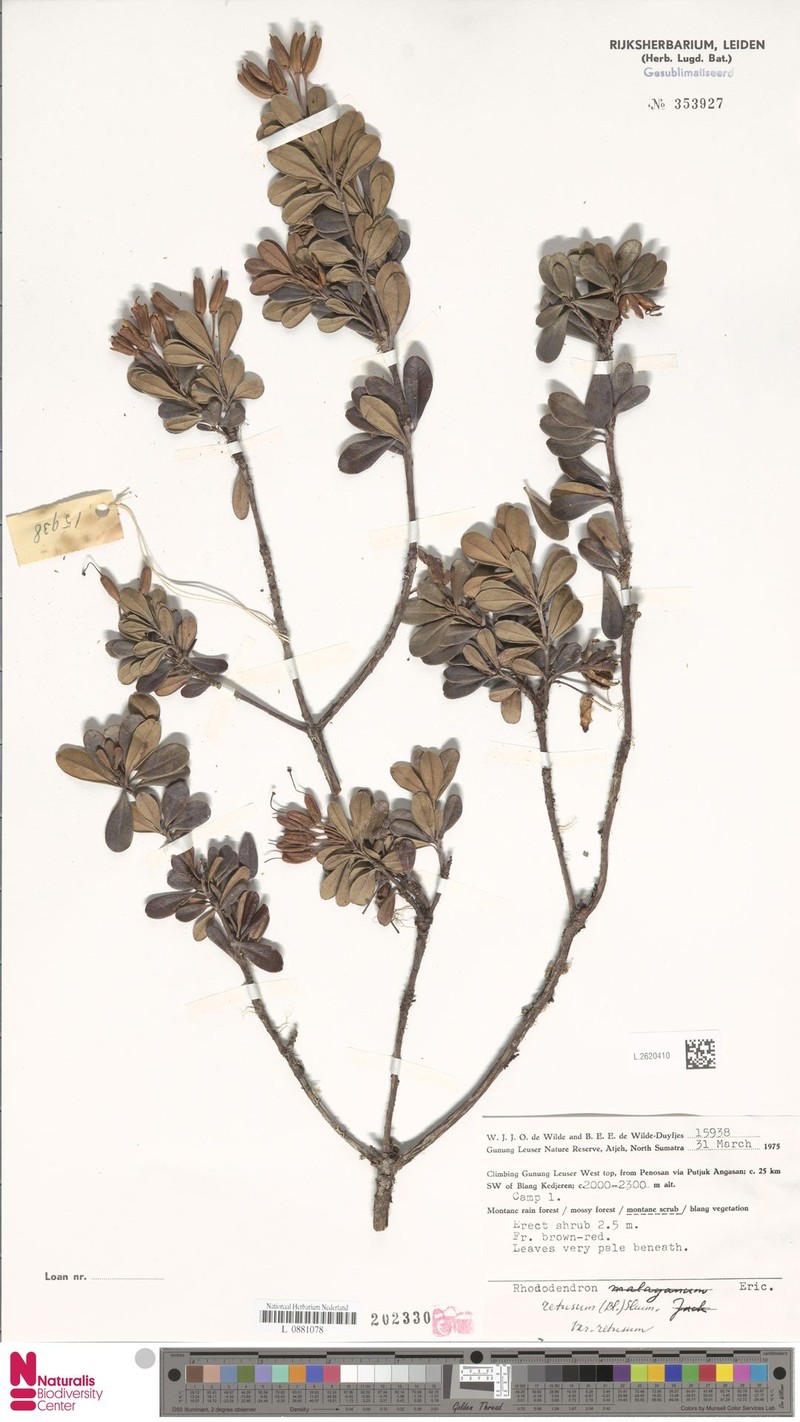 Rhododendron retusum var. retusum photo 5