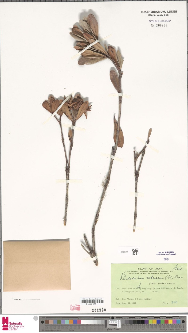 Rhododendron retusum var. retusum photo 6