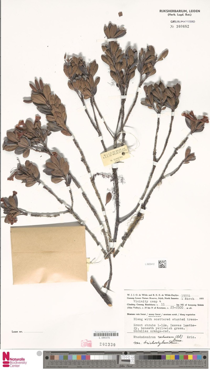 Rhododendron retusum var. trichostylum
