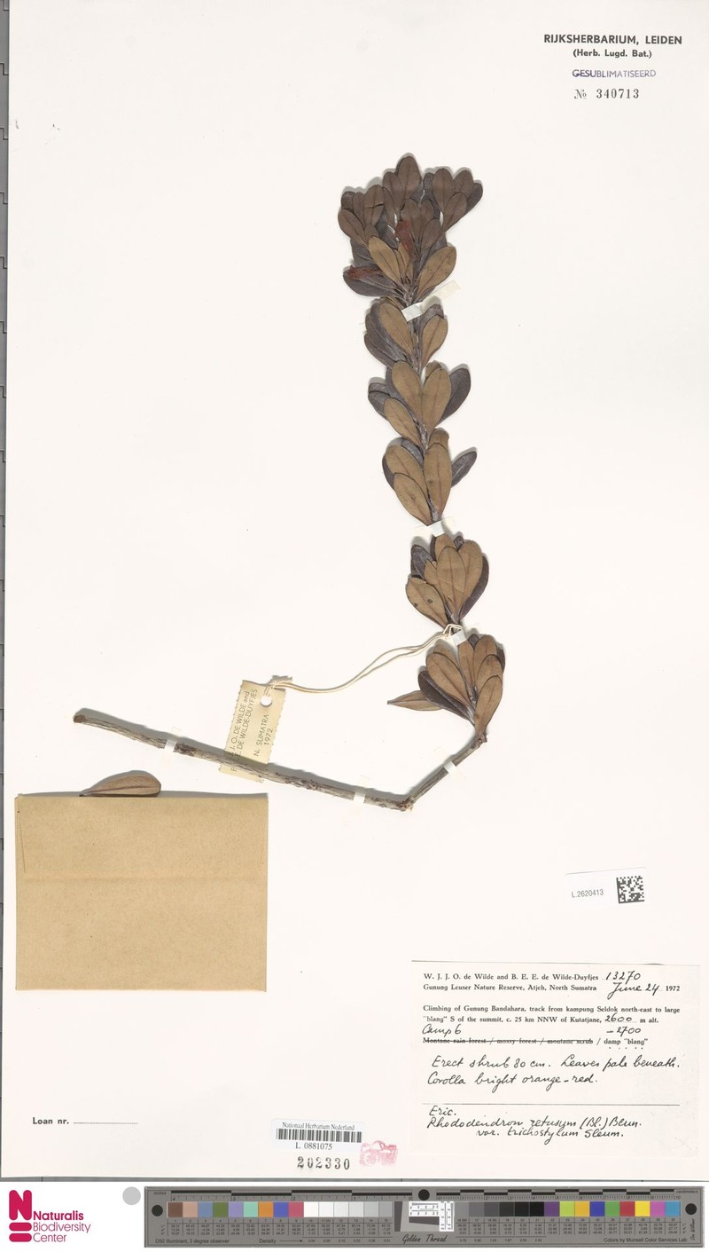 Rhododendron retusum var. trichostylum photo 2