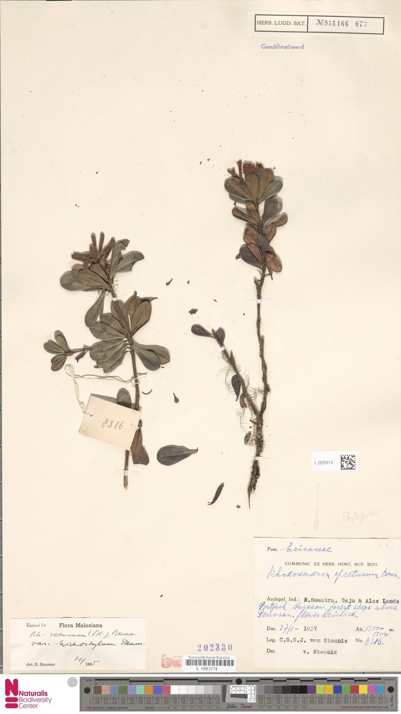 Rhododendron retusum var. trichostylum photo 3