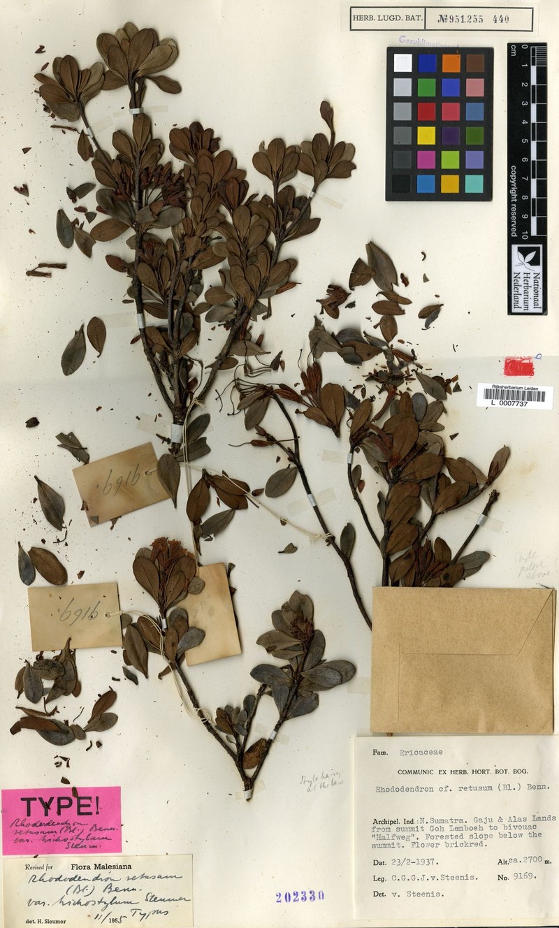 Rhododendron retusum var. trichostylum photo 4