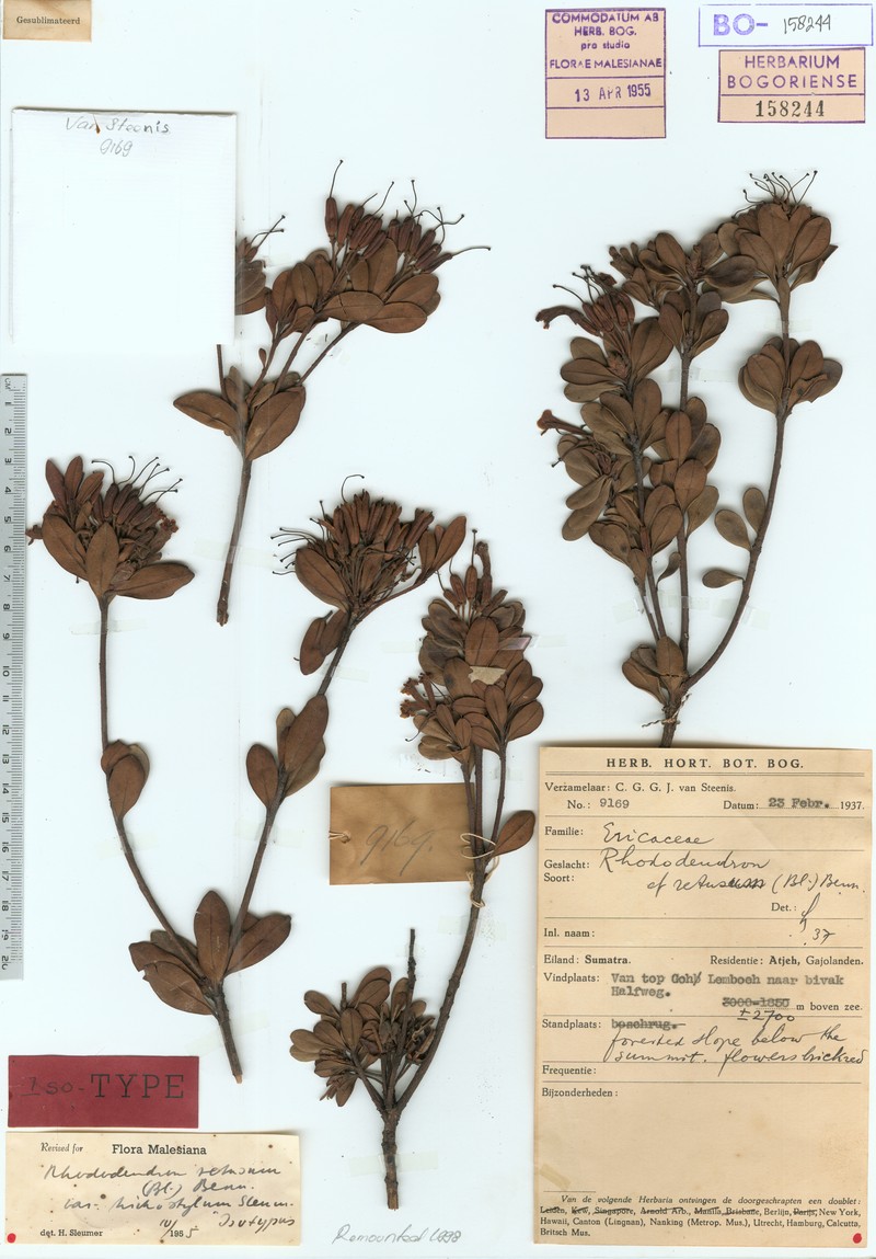 Rhododendron retusum var. trichostylum photo 5